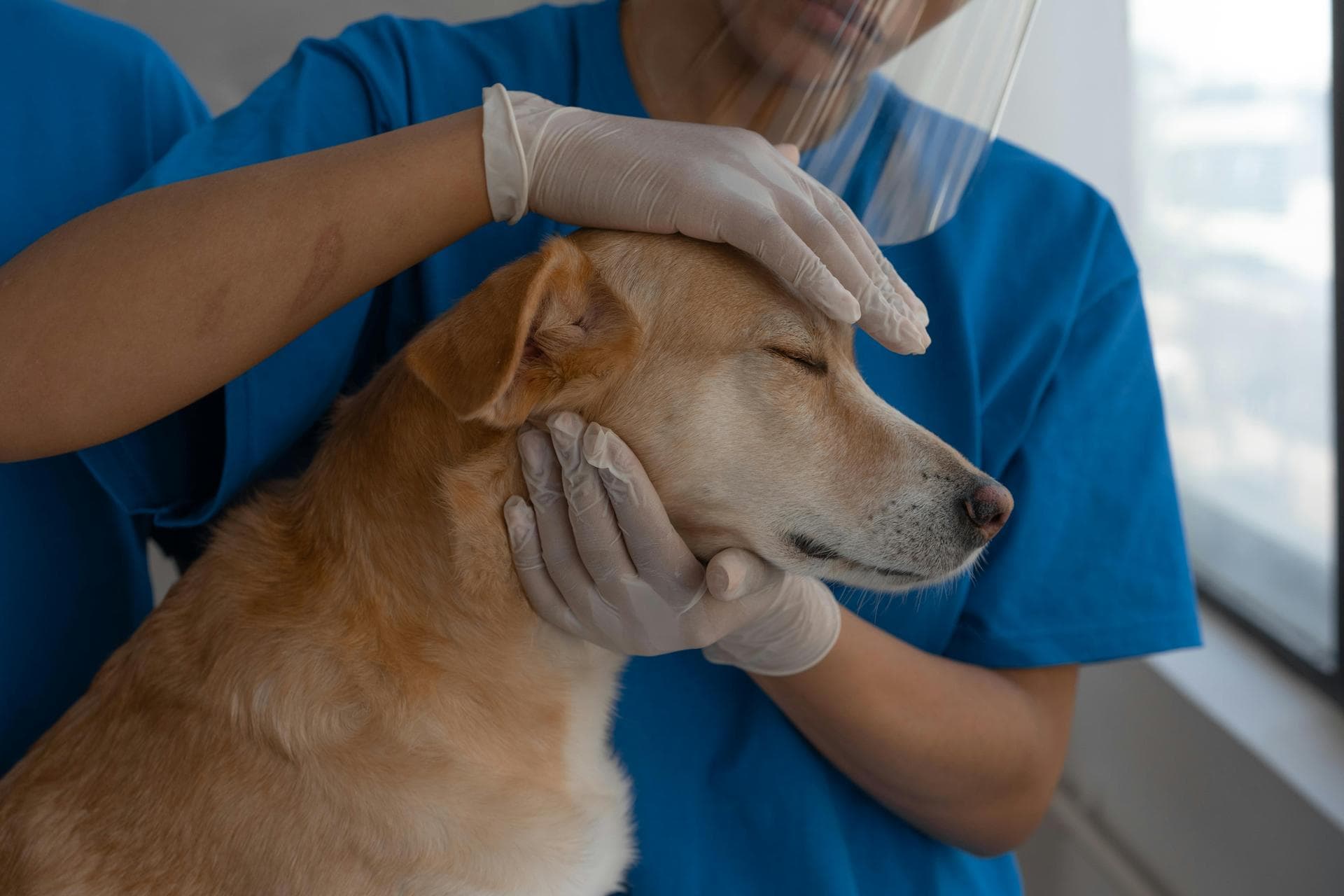 Best Vets in Norfolk