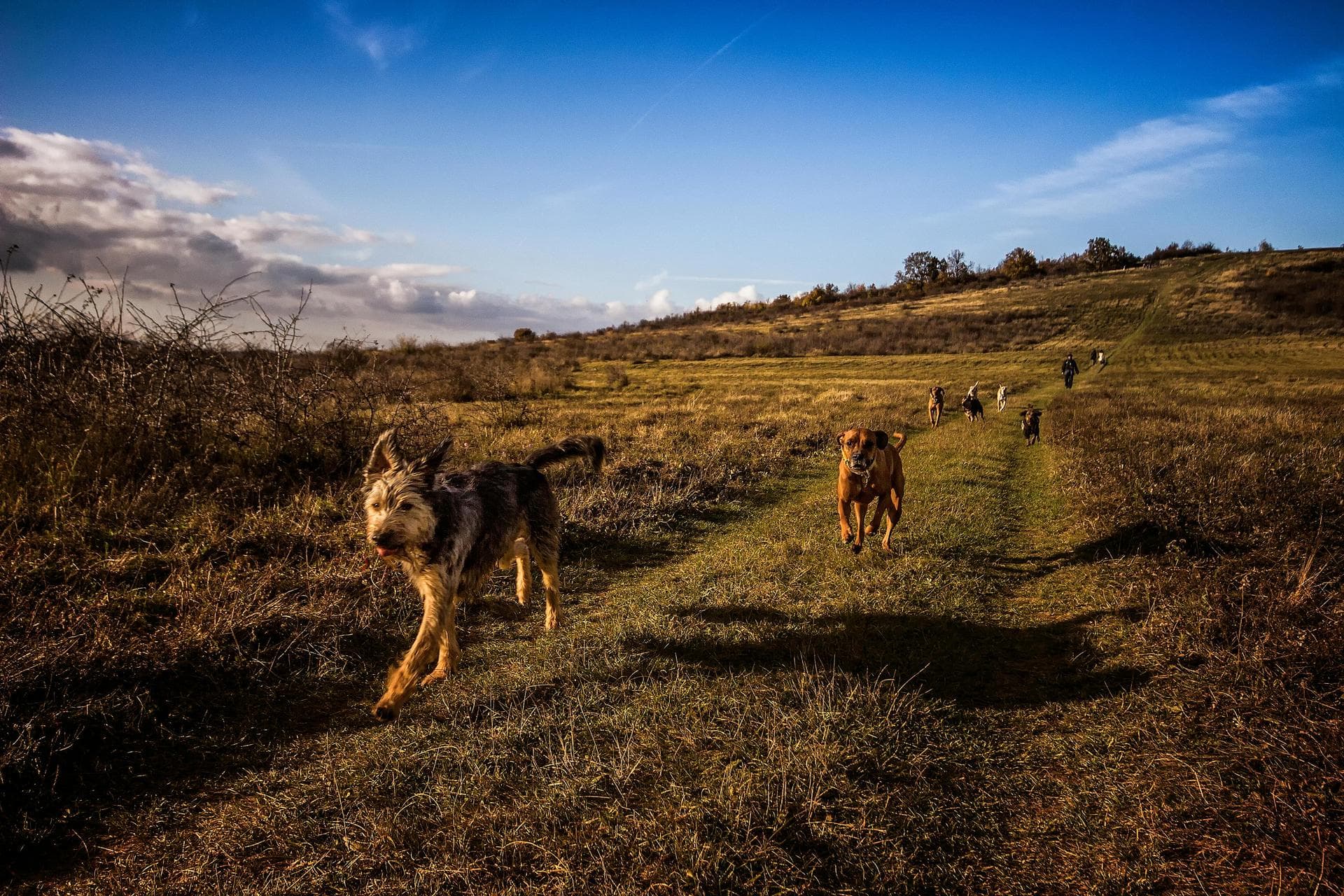 Farm & Large-Animal Vets near Norfolk
